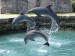 Delfinci 2.jpg