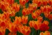 tulips-j8m7.jpg